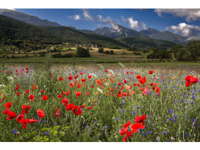 Ob šopku spomladanskega cvetja - Alergijski rinitis in navskrižne alergije